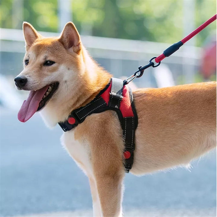 Dog Harness 3